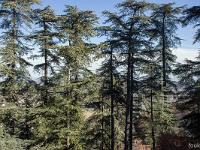 Forcalquier - ND de Provence (1875)  Les fameux cèdres de la citadelle de Forcalquier (ici au Nord)