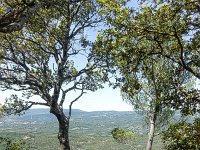 Plateau de Ganagobie - La forêt  Sur la bord du plateau (côté Ouest) ...
