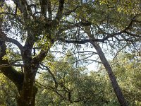 Plateau de Ganagobie - La forêt  Mais on y trouve aussi des espaces dégagés ...