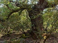 Plateau de Ganagobie - La forêt  Celui est très vieux avec un tronc très court ...