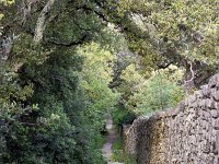 Plateau de Ganagobie - La forêt  Mur Ouest du clos ...