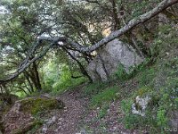 Plateau de Ganagobie - La forêt  Plus bas, on traverse de gros rochers qui se sont décrochés de la falaise ...