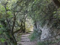 Plateau de Ganagobie - La forêt  Nous allons descendre sous le plateau à l'Est par son accès d'origine encore caladé sur une soixantaine de mètres, comme on le voit ici ...