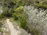 Gorges de la Méouge - Tour Pierre Grosse  Les amélanchiers sont en fleurs ...