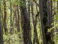 Gorges de la Méouge - Tour Pierre Grosse  A droite toute plein Ouest. Je traverse maintenant une forêt assez dense ...