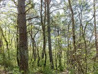Gorges de la Méouge - Tour Pierre Grosse  Dans la forêt ...