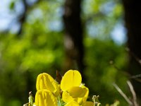 Gorges de la Méouge - Tour Pierre Grosse  Baguenaudier en fleur ...