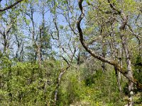 Gorges de la Méouge - Tour Pierre Grosse  Retour vers l'Est, toujours en sous-bois ...
