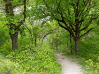 Méouge - 26/04/2026  Sous bois ...