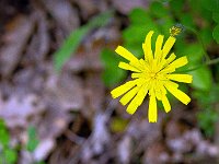 Méouge - 26/04/2026  Epervière ...