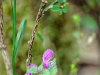 Méouge - 26/04/2026  Lamier pourpre ...