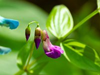 Méouge - 26/04/2026  Gesse de printemps ...