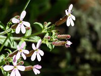 Méouge - 26/04/2026  Saponaire ...