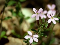 Méouge - 26/04/2026  Saponaire ...