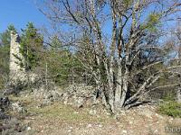 Piloubeau  Vestiges d'une autre bâtisse. Elle semble longue. Je me demande si ce n'était pas l'église
