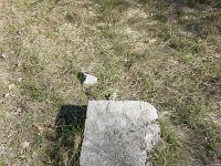 Piloubeau  Une pierre tombale ? Pas d'épitaphe. Ou peut être de l'autre côté ...