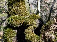 Piloubeau  Expression de souffrance ...