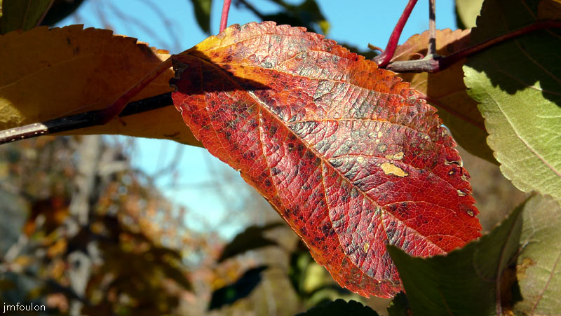 val-buech-01bweb.jpg - Buech - Feuille de pommier