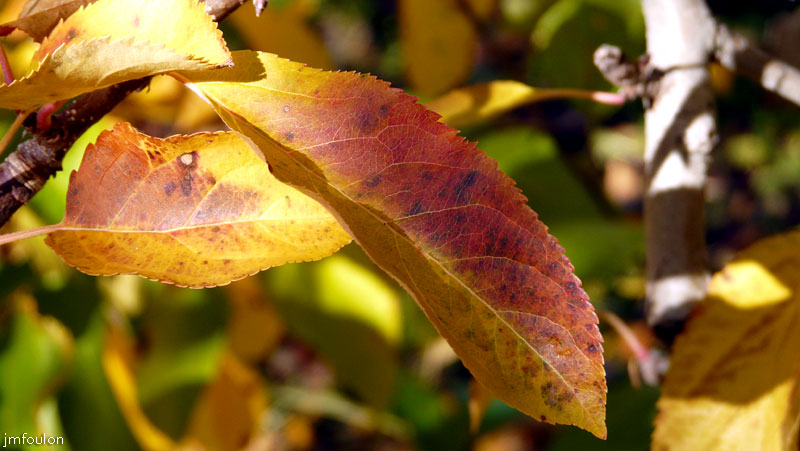 val-buech-01cweb.jpg - Buech - Feuille de pommier