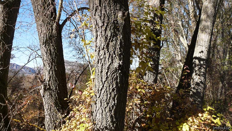 val-buech-04web.jpg - Buech - Tronc de saules Marsault