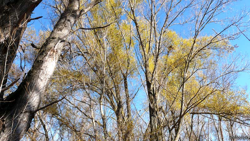val-buech-05web.jpg - Buech - Cimes de saule Marsault (autre vue)
