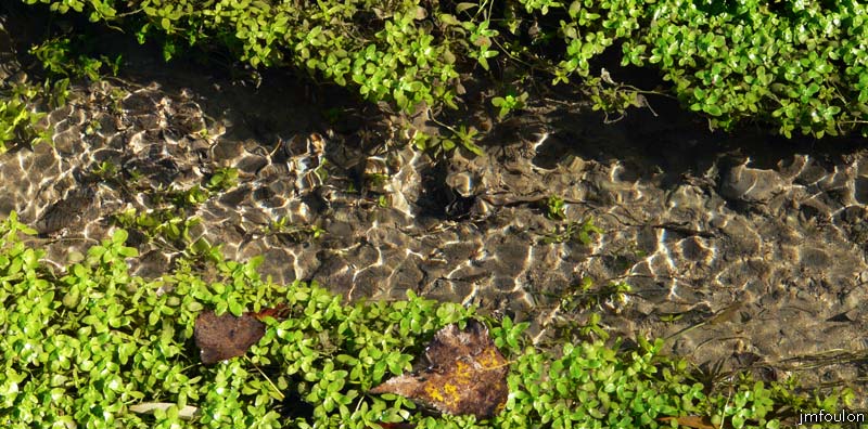 val-buech-07web.jpg - Buech - Végétation dans un petit bras coulant en sous-bois