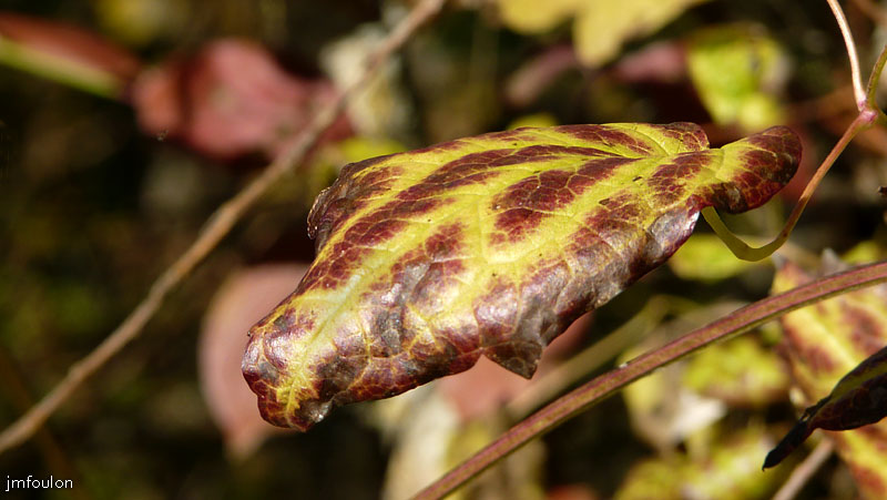 val-buech-08web.jpg - Buech - Feuille d'arbuste en sous bois rive droite