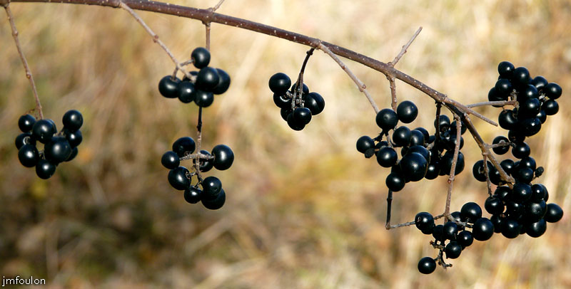 val-buech-09web.jpg - Buech - Graines en sous-bois rive droite