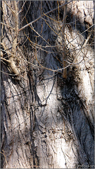 val-buech-10web.jpg - Buech - Gros plan sur un tronc de saule Marsault