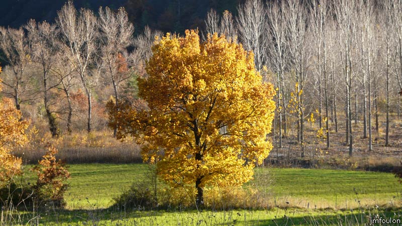 val-jabron-12web.jpg - Jabron - Zoom sur le chêne blanc au centre de la précédente vue
