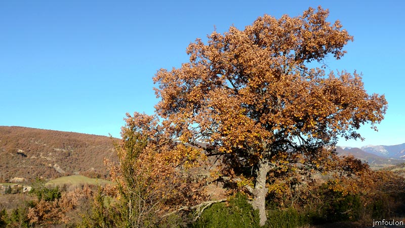 val-jabron-20web.jpg - Jabron - Chêne blanc. Il gardera ses feuillesd'automne  jusqu'au printemps prochain