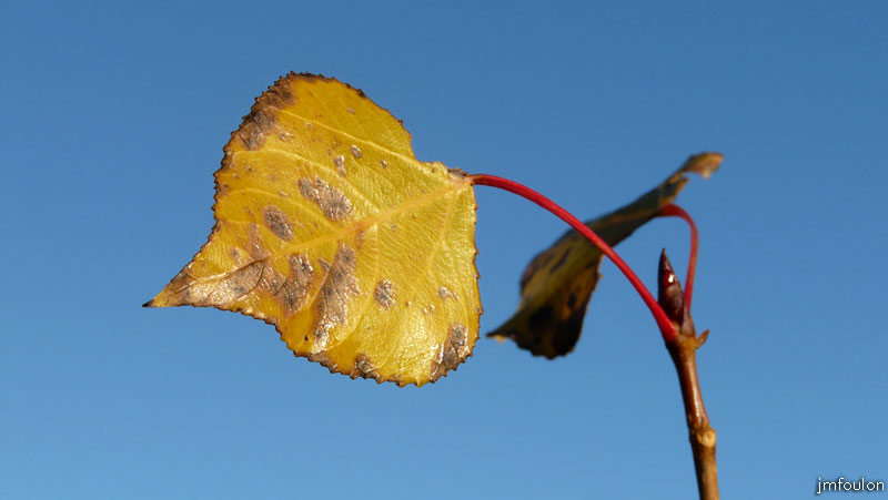 val-jabron-26web.jpg - Jabron - Feuille et bourgeon sous un ciel d'azur