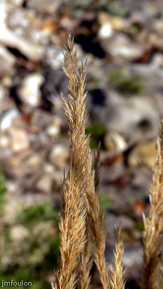 val-meouge-01web.jpg - Méouge - Graminée