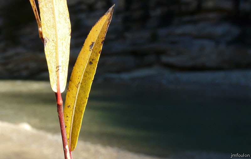 val-meouge-02web.jpg - Méouge - Feuille d'osier jaunie