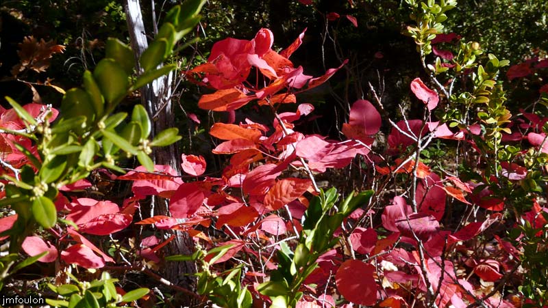 val-meouge-06web.jpg - Méouge - Feuilles d'arbre à Perruque ou Fustet (Cotinus)