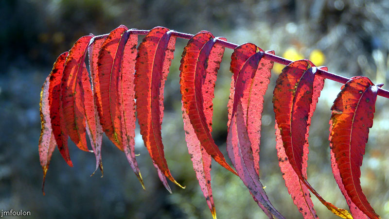 val-meouge-12web.jpg - Méouge -Feuilles de  Sumac