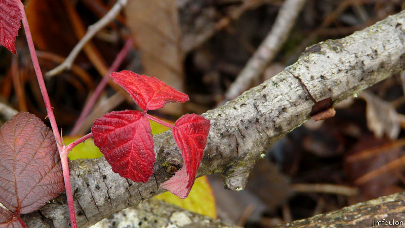 val-sasse-03web.jpg - Sasse - Zoom sur une  feuille triple  de ronce