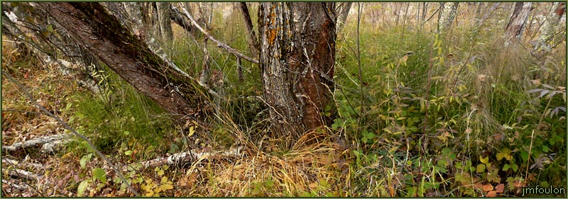 val-sasse-04web.jpg - Sasse - Au ras du sol