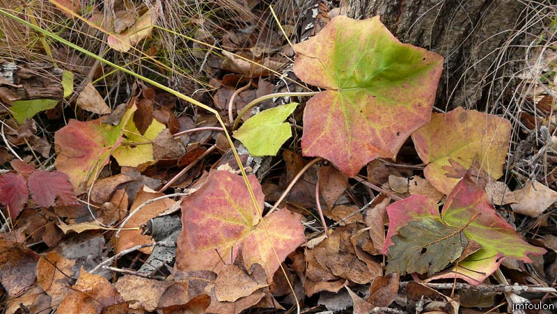 val-sasse-06web.jpg - Sasse - Plante au pied d'un saule Marsault