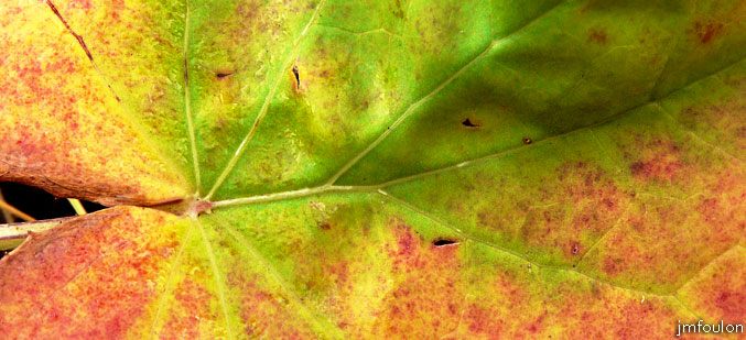 val-sasse-08web.jpg - Sasse - Plante au pied d'un saule Marsault - Encore  plus près