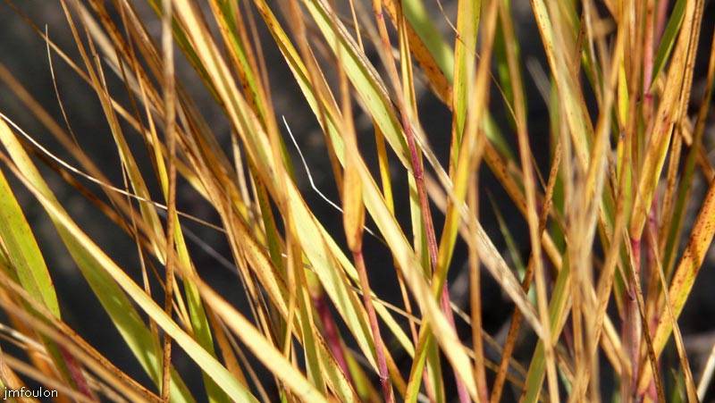 val-sasse-09web.jpg - Sasse - Roseaux