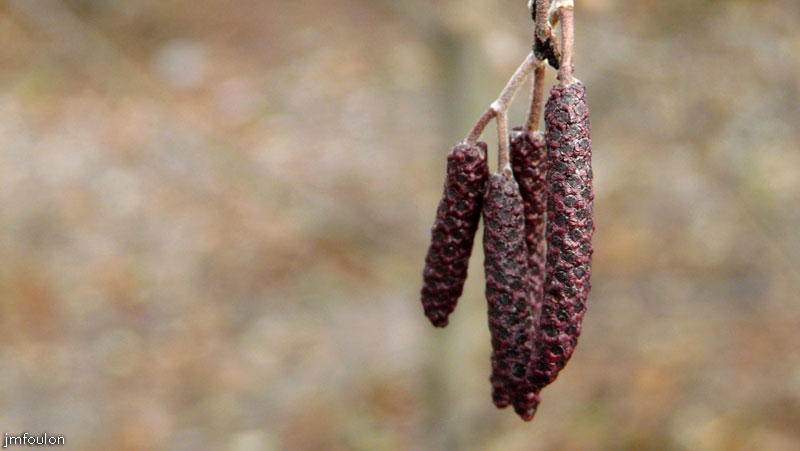 val-sasse-11web.jpg - Sasse - Graines