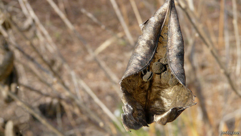 val-sasse-12web.jpg - Sasse - Graines