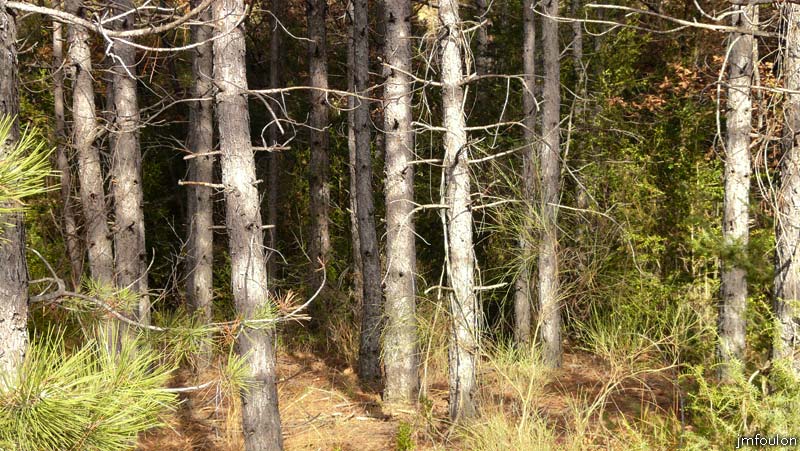 val-sasse-13web.jpg - Sasse - Sous-bois de pins noirs