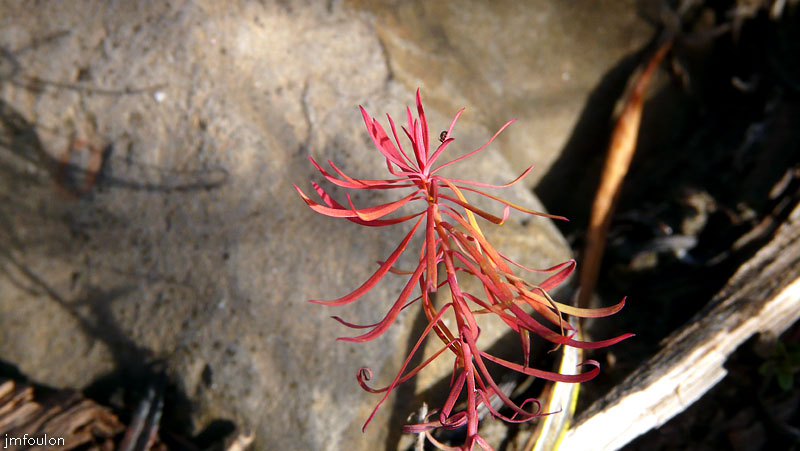 val-sasse-15web.jpg - Sasse - Minuscule plante rougeoyante