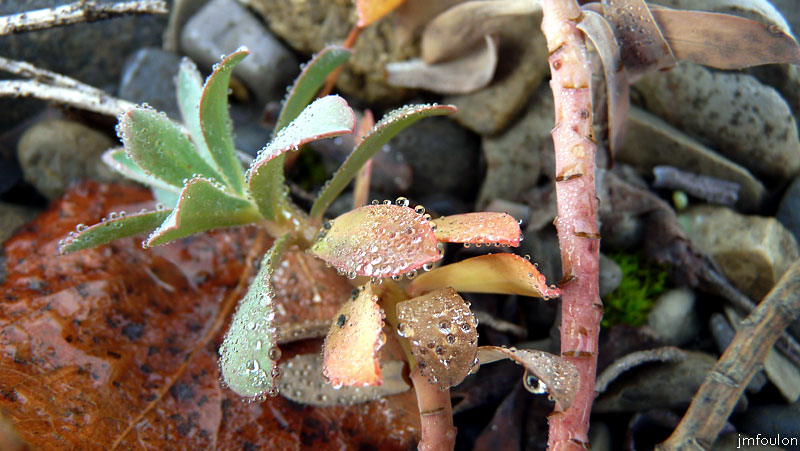 val-sasse-16web.jpg - Sasse - Plante grasse et rosée