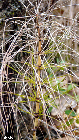 val-sasse-prele-1web.jpg - Sasse - Grande Prêle