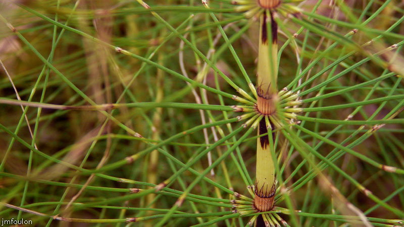 val-sasse-prele-4web.jpg - Sasse - Grande Prêle