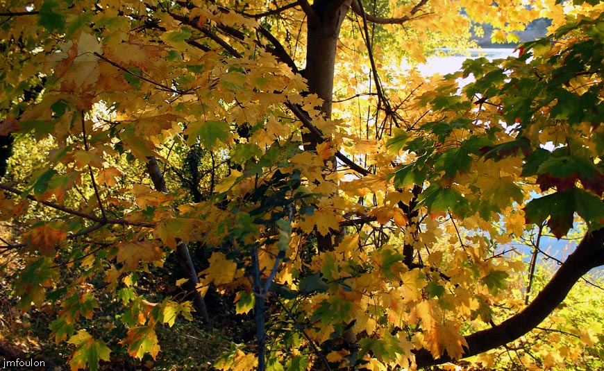 escale-lac-11web.jpg - Lac de Château-Arnoux - Au travers du feuillage !