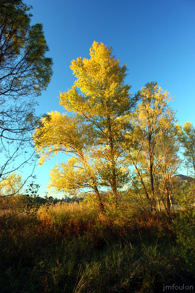 escale-lac-12web.jpg - Lac de Château-Arnoux - Saule marseau en plein flamboiement automnal. Une pure merveille sous le soleil  rasant de fin de journée ! ...